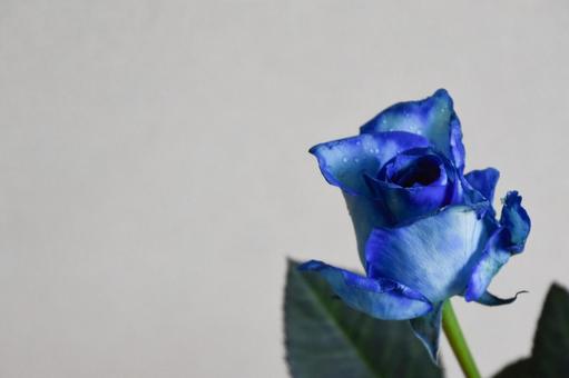 青い薔薇 青い薔薇 青,ばら,薔薇の写真素材