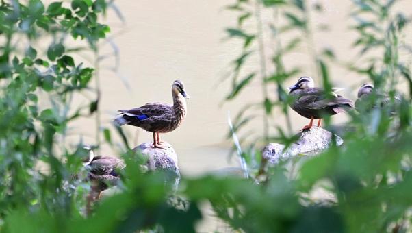 夏の川辺の鳥 夏の川辺の鳥 カモ,鳥,川の写真素材