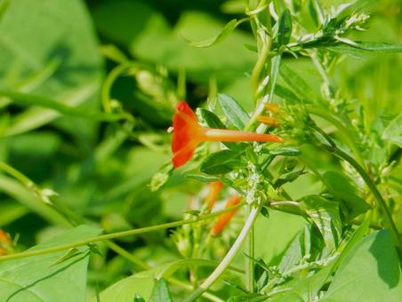 【花の写真】 マルバルコウソウ 【花の写真】 マルバルコウソウ マルバルコウソウ,丸葉縷紅草,花の写真素材