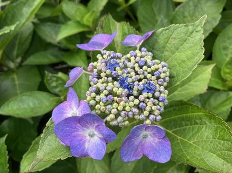 アジサイの写真