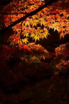 スポットライト紅葉 スポットライト紅葉 紅葉,赤,黒の写真素材