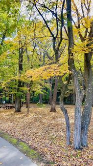 Photo, park, autumn leaves, autumn, 