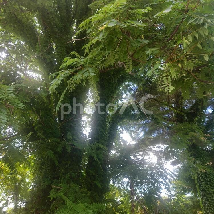草の覆った木 木,草,大木の写真素材