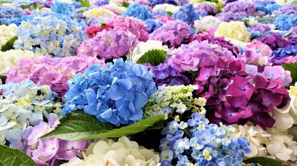 Hydrangea flower hand water 003 Hydrangea flower hand water 003