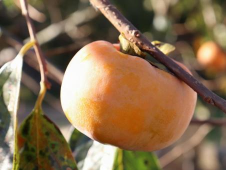 もうすぐ食べ頃の柿の写真