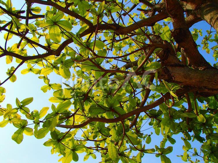 沖縄の木 沖縄,木漏れ日,枝の写真素材