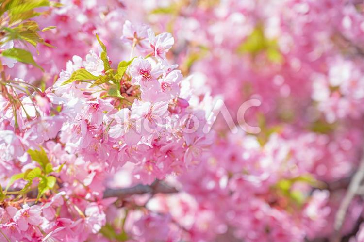 ふんわりとした鮮やかな桜(その７３) 桜,春,さくらの写真素材