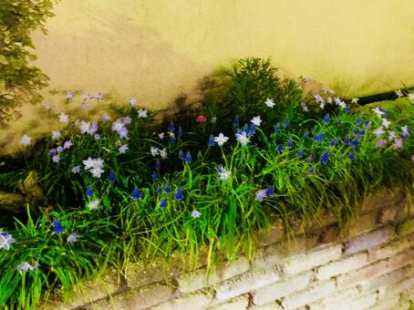 ムスカリ 紫の小花の写真