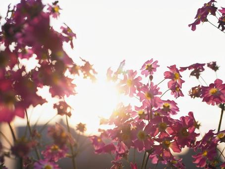 Primroses illuminated by the setting sun, JPG Primroses illuminated by the setting sun, JPG