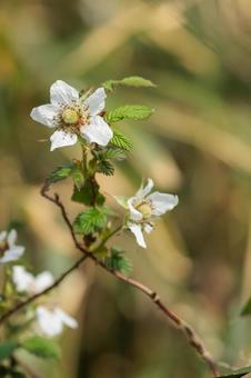 春の野原に咲く野いちごの花 春の野原に咲く野いちごの花の写真