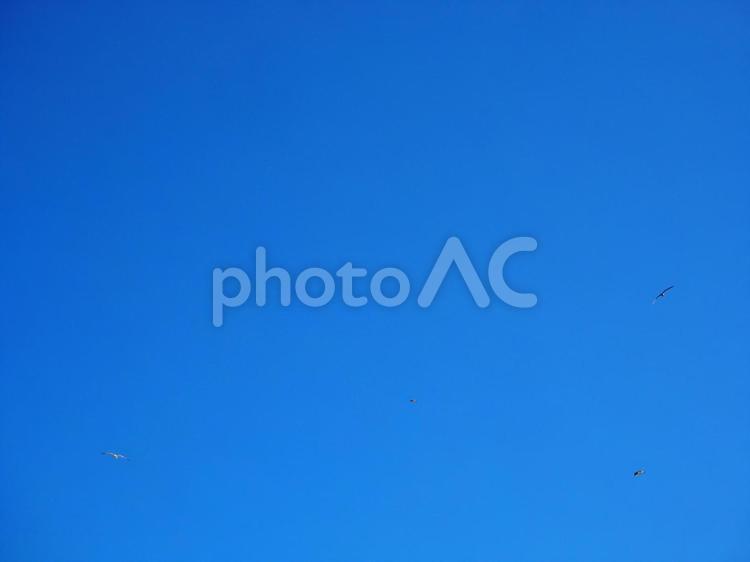 【背景素材】夏の青空とカモメちらほら 背景,青空,空の写真素材