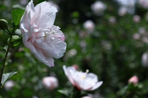 夏の茶室を彩る 夏の茶室を彩る 木槿,花,アオイ科の植物の写真素材