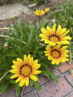 Gazania 2, JPG Gazania 2, JPG