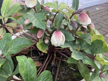 クリスマスローズ 冬,クリスマスローズ,可愛いの写真素材