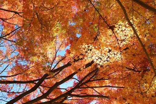 オレンジ色の紅葉 秋の風景 オレンジ色の紅葉 秋の風景 紅葉,オレンジ色,もみじの写真素材