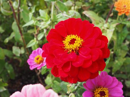 赤い花 赤い花の写真