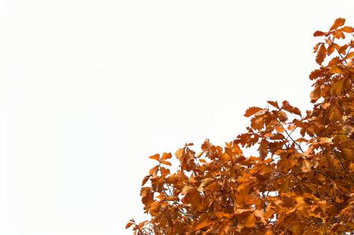 紅葉背景の写真