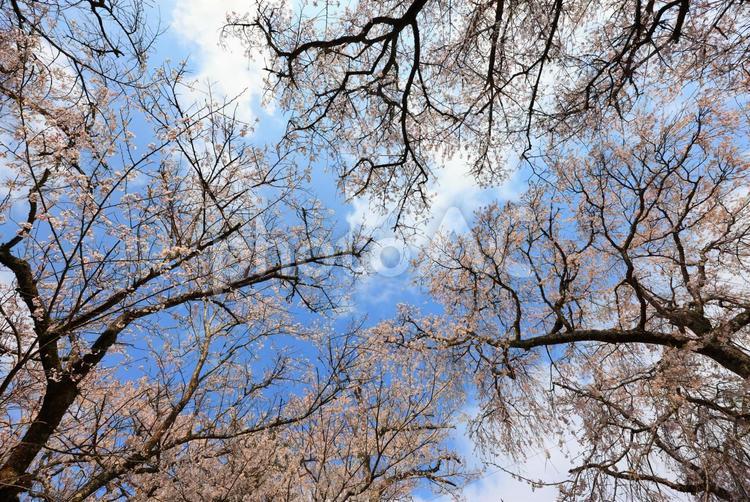 徳佐のしだれ桜  桜,桜並木,しだれ桜の写真素材