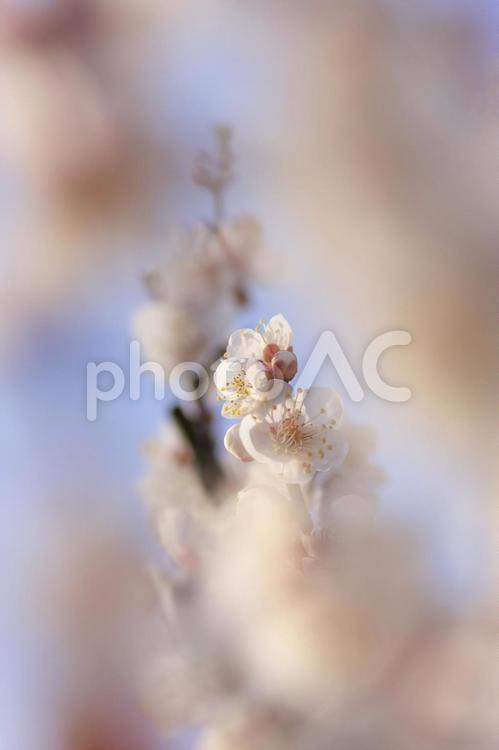 満開の梅林 梅林,梅,白梅の写真素材