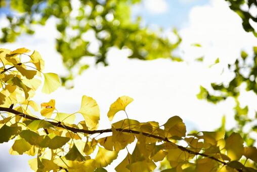 Ginkgo tree, japan, tokyo, landscape, JPG