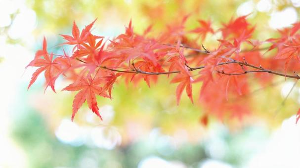 紅葉-941 紅葉-941の写真