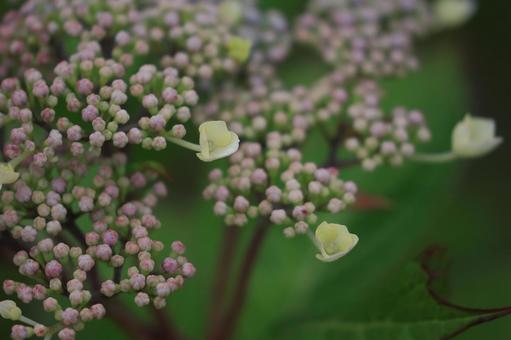ガクアジサイ ガクアジサイ,アジサイ,つぼみの写真素材