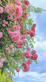 ピンクローズガーデン ピンクローズガーデンの写真