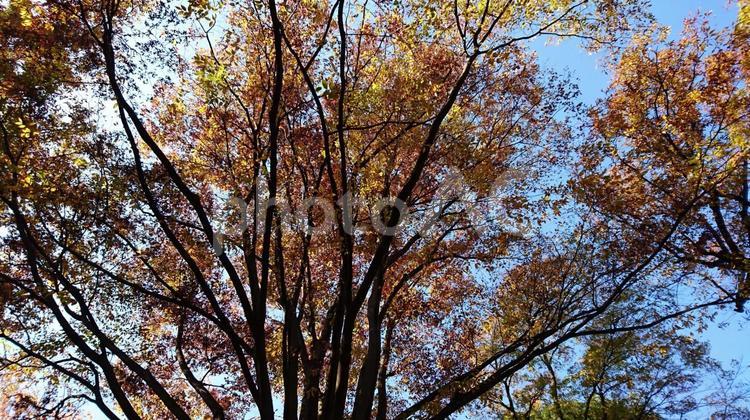 秋の紅葉の木立2（東京） 秋,紅葉,木立の写真素材