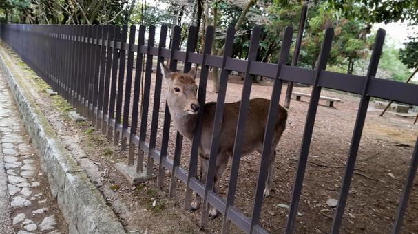 柵の間から頭を出すシカ 柵の間から頭を出すシカ シカ,動物,ブラウンの写真素材