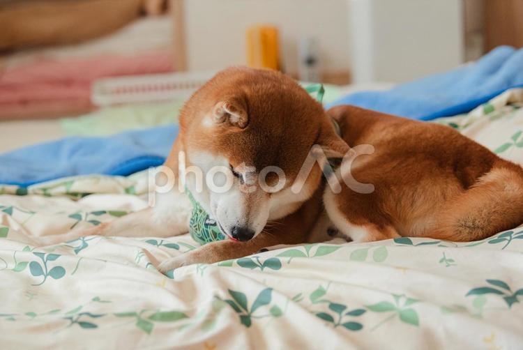 布団の上で真剣に毛繕いをする柴犬 柴犬,しばいぬ,日本犬の写真素材