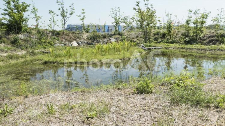 湿地帯のような風景 はっぱ,アクアマリン福島,アクアリウムの写真素材