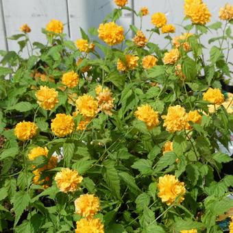 八重咲きの山吹の花 八重咲きの山吹の花の写真