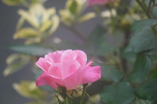 薔薇 薔薇の写真