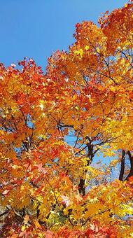 紅葉 紅葉の写真