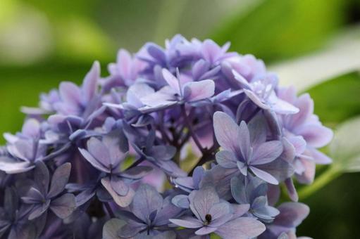 花びらの多い紫陽花 花びらの多い紫陽花の写真