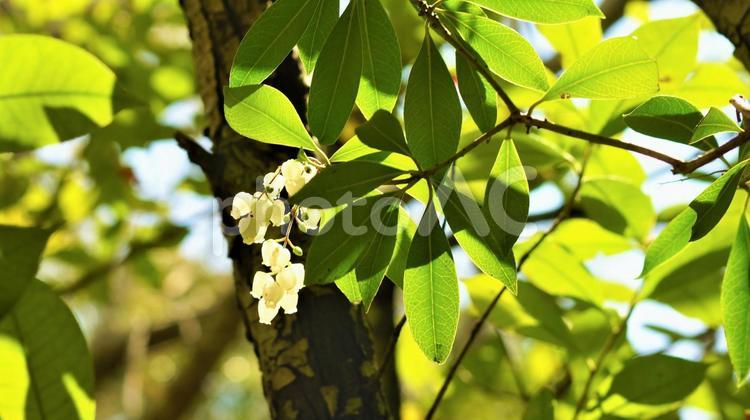 日に映える馬酔木の花。 風景,自然,馬酔木の写真素材