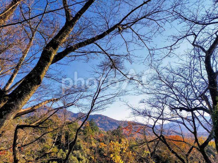 木々の間から山並みを望む 青空,繁み,自然の写真素材