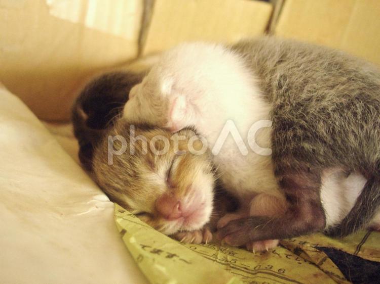 猫が生まれた 猫,子猫,紙の写真素材