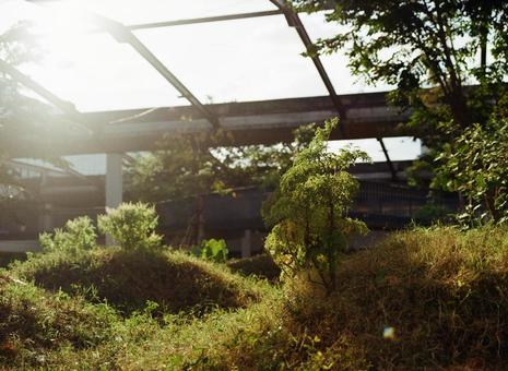 陽の光に照らされる若木 自然,風景,植物の写真素材