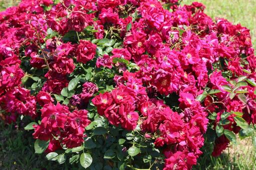 フレンシャムの写真