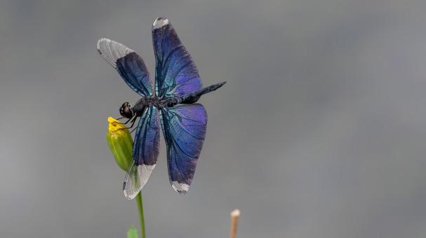 Butterfly dragonfly, JPG