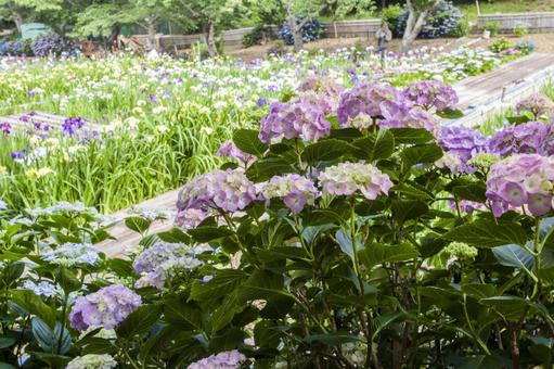 初立池のアジサイ16 初立池のアジサイ16の写真