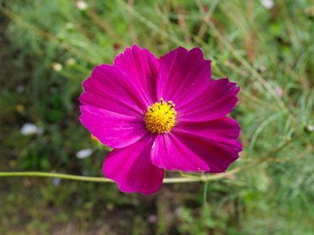 一輪のコスモス（フラワーパーク江南） コスモス,フラワーパーク江南,ピンクの写真素材