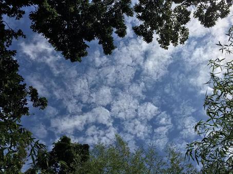 夏の空 夏の空の写真