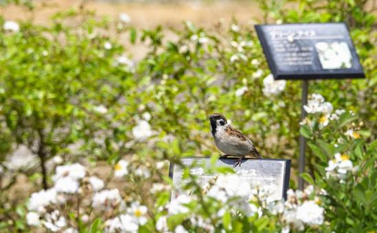 初夏のバラ園のスズメ スズメ,初夏,バラ園の写真素材