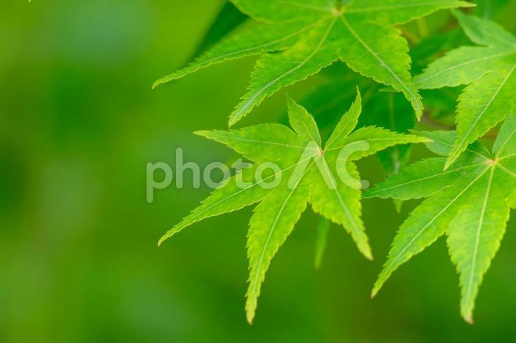 緑が美しい青もみじ 青もみじ,モミジ,初夏の写真素材