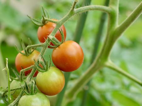 Cherry tomatoes are done, JPG