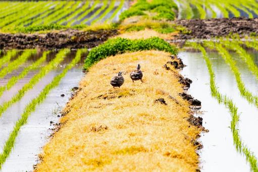 A duck walking along the rice paddy path, JPG