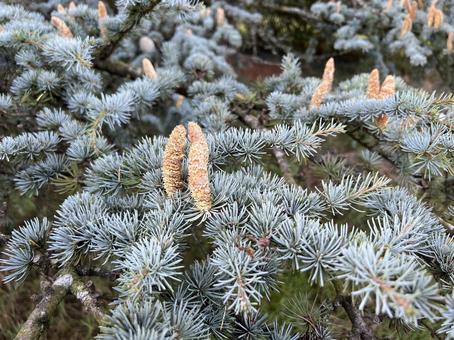 アトラスシーダーの木の写真