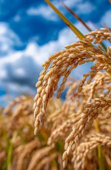 実りの秋を象徴する美しい稲穂の写真